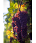 2024 Tasting -- Bold Red Wines of Sonoma County on June 28th, 7:30 PM