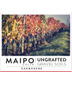 2022 Ungrafted Maipo Valley Carmenere